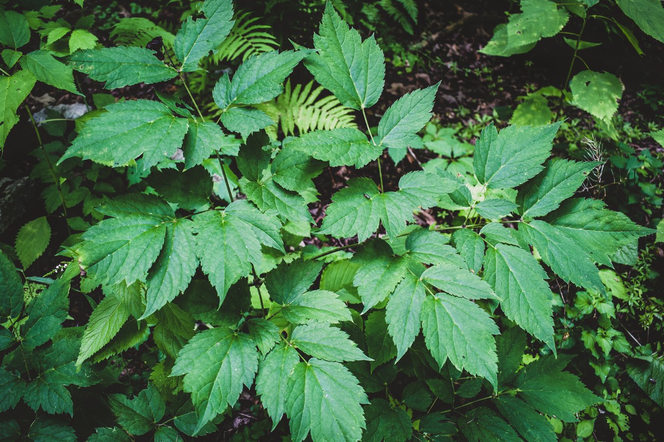 Black Cohosh A Powerhouse Herb to Use and Source Mindfully+ Recipe for